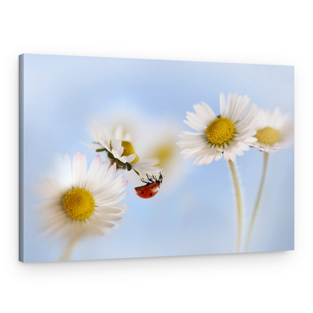 Ladybug on Delicate Daisies – Canvas Print