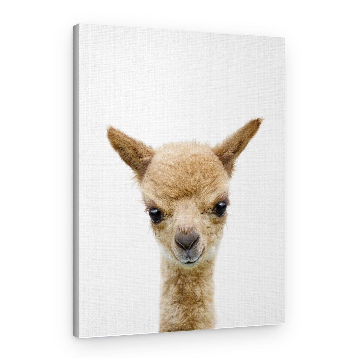 Curious Baby Alpaca – Canvas Print