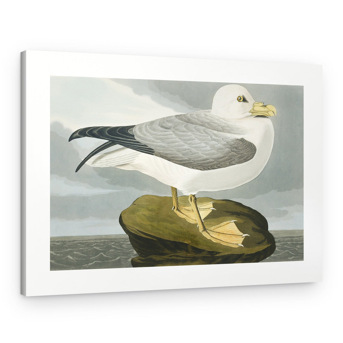 Fulmar Petrel From Birds of America (1827) – Canvas Print