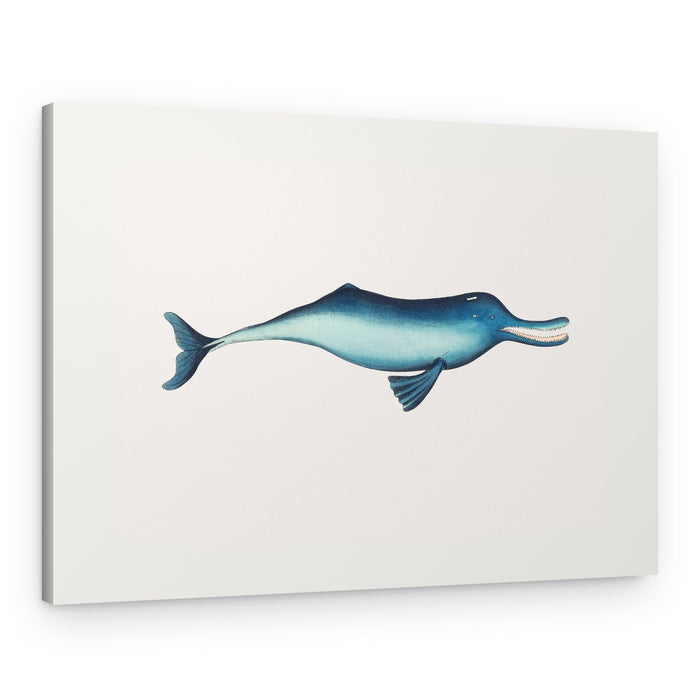 Gangetic Dolphin – Canvas Print