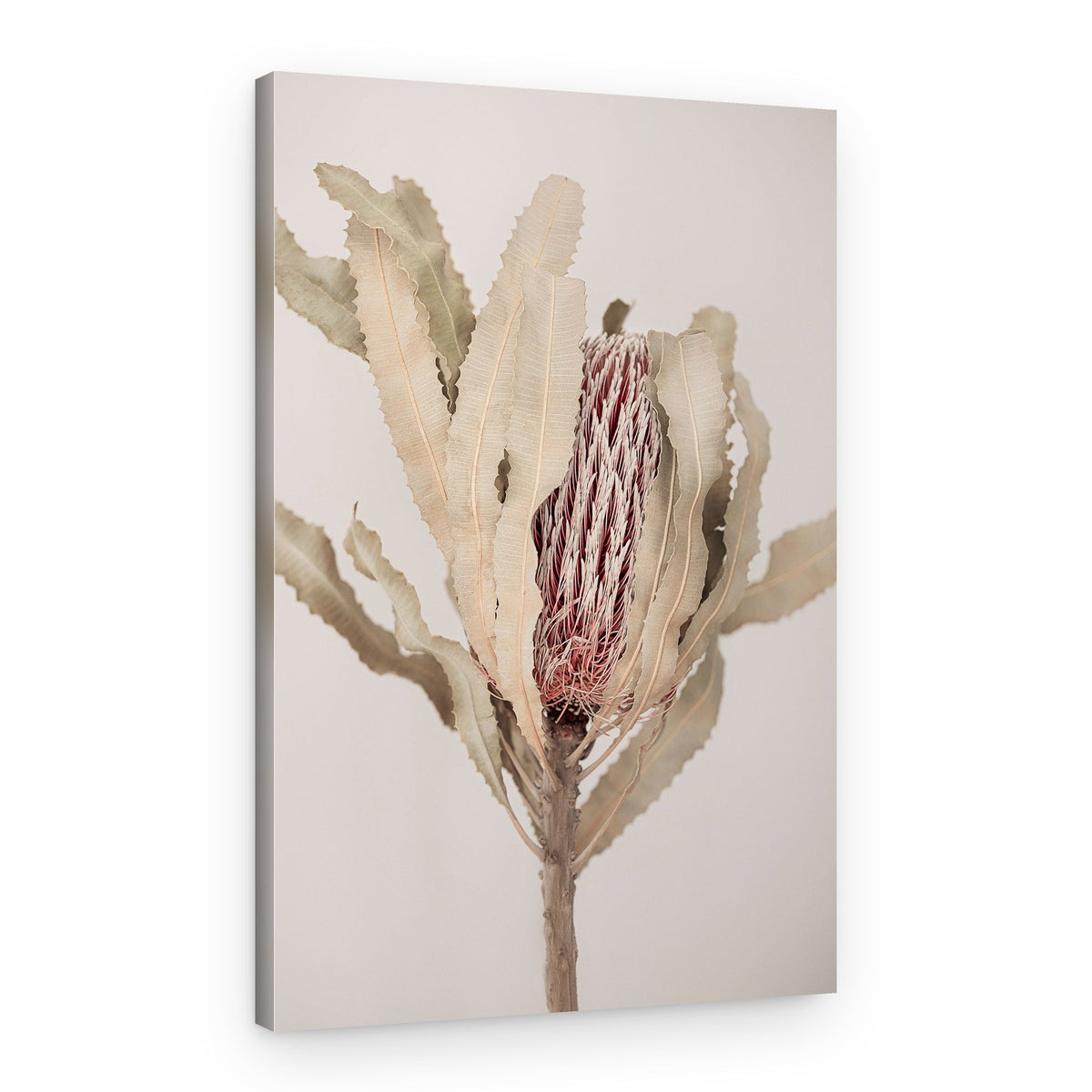 Banksia – Canvas Print