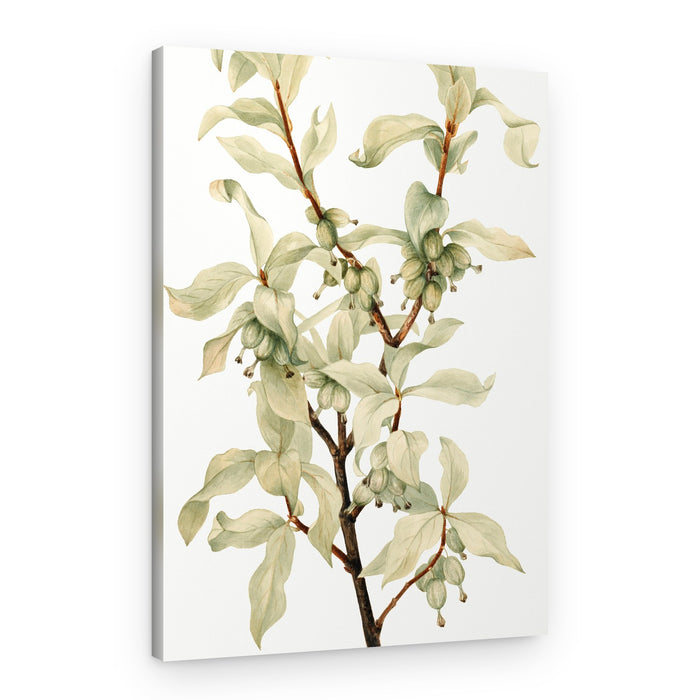 Silverberry (1922) – Canvas Print