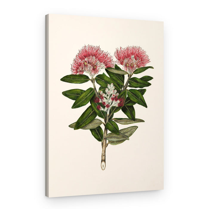 Pohutukawa Metrosideros Tomentosa Drawn By Sarah Featon (1848–1927) – Canvas Print