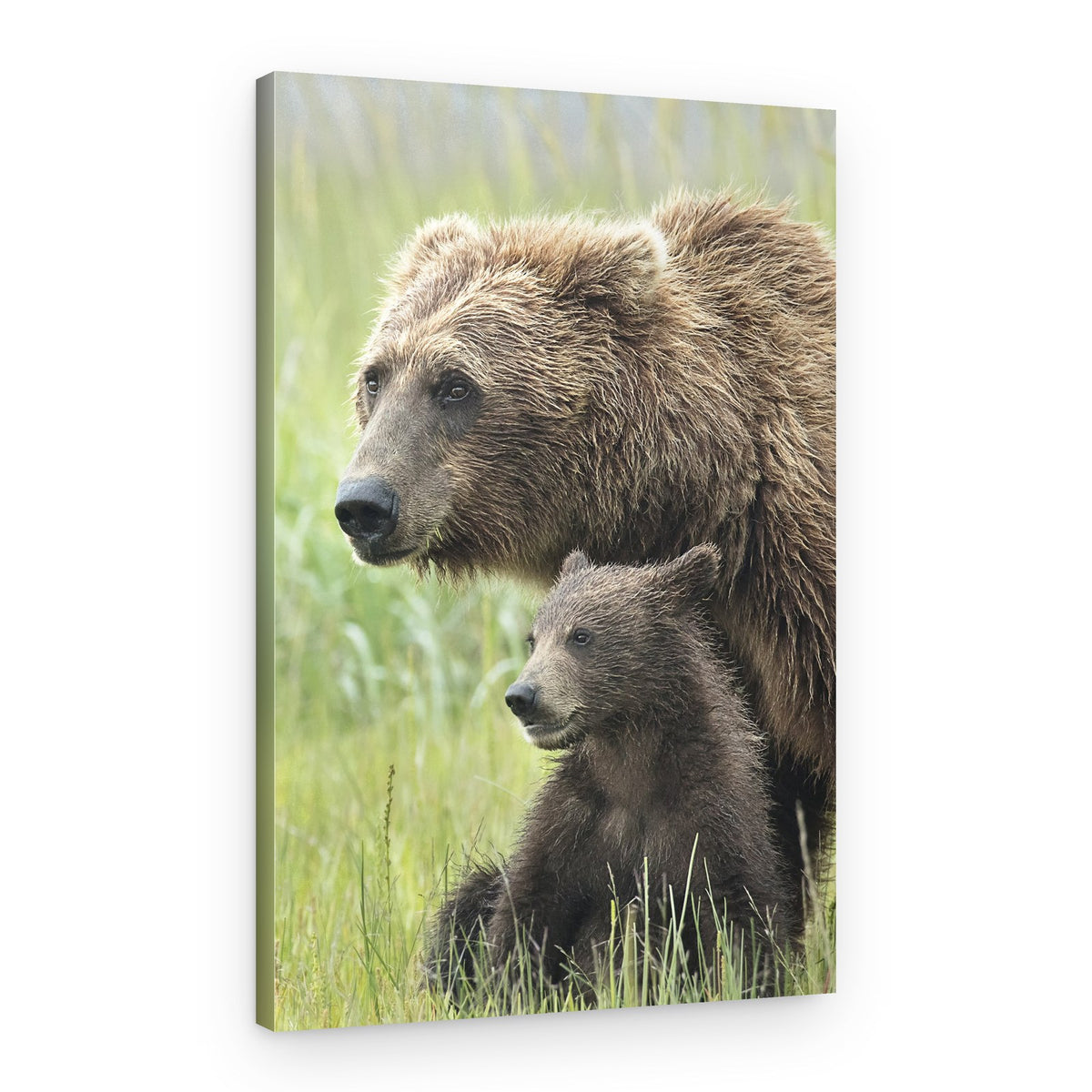 Mother Bear and Cub – Canvas Print