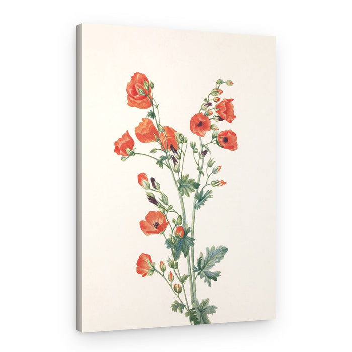 Scarlet Globe Mallow From North American Wildflowers (1925) By Mary Vaux Walcott – Canvas Print