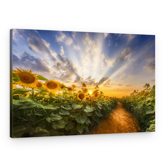 Golden Hour Sunflower Field – Canvas Print