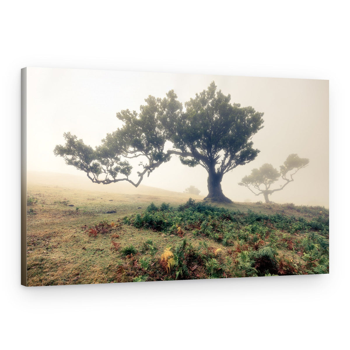 fog – Canvas Print