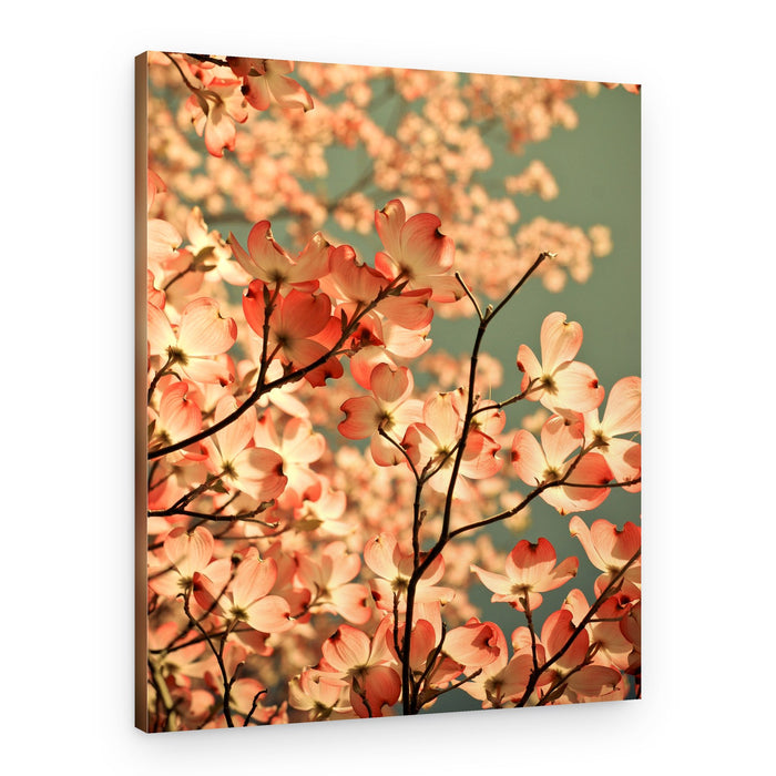 Pink Dogwood Blossoms – Canvas Print