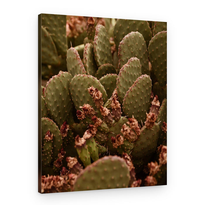 Prickly Pear Texture – Canvas Print