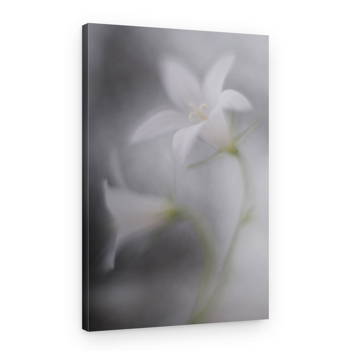 Soft White Bellflowers – Canvas Print