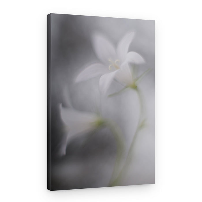 Soft White Bellflowers – Canvas Print