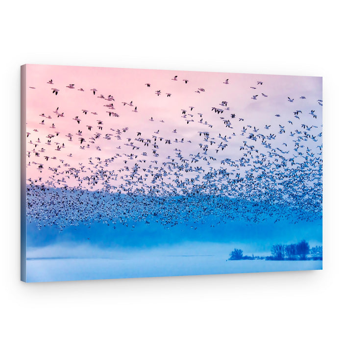 Snow Geese Dawn Flight – Canvas Print