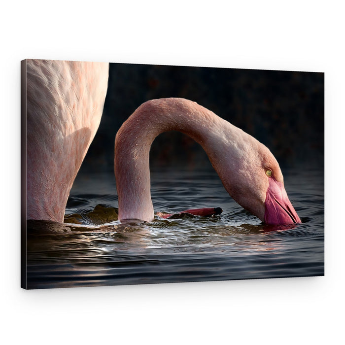 Graceful Flamingo Feeding – Canvas Print