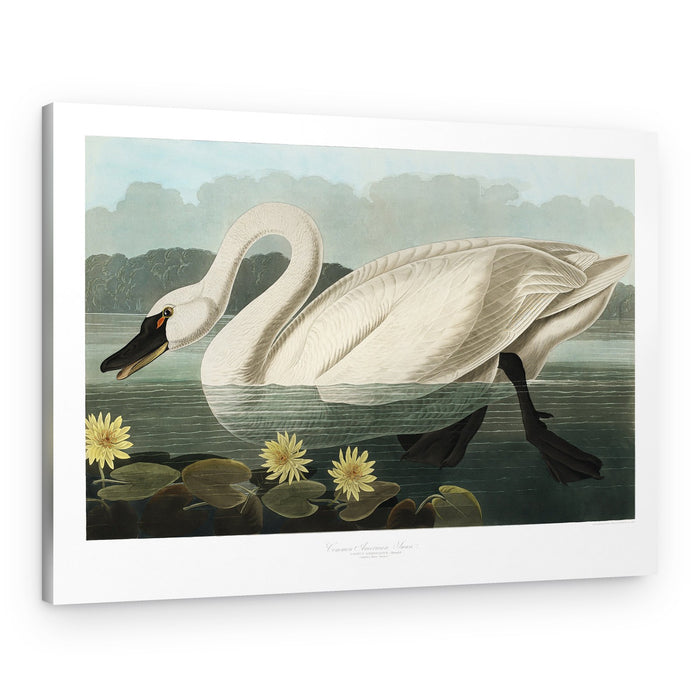 Common American Swan From Birds of America (1827) – Canvas Print