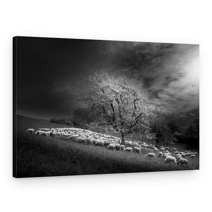 Sheep Under Blooming Tree – Canvas Print