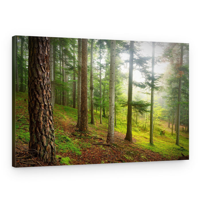 Misty Forest Path – Canvas Print