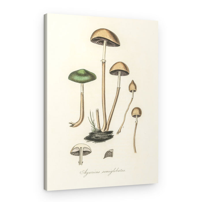 Agaricus Semiglobatus – Canvas Print