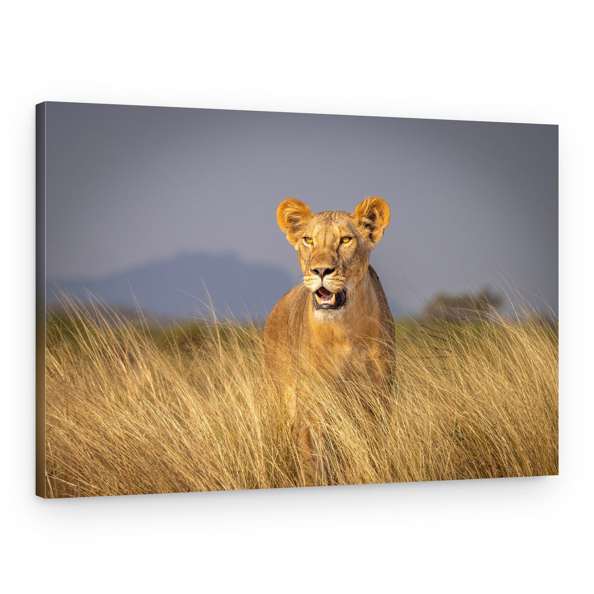 Watchful Lioness In Grass – Canvas Print
