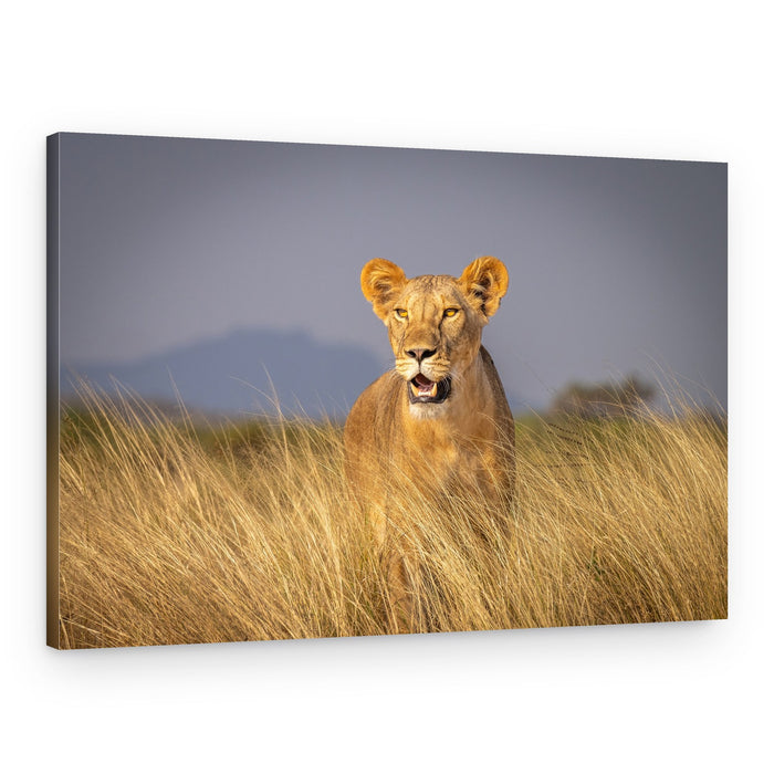 Watchful Lioness In Grass – Canvas Print