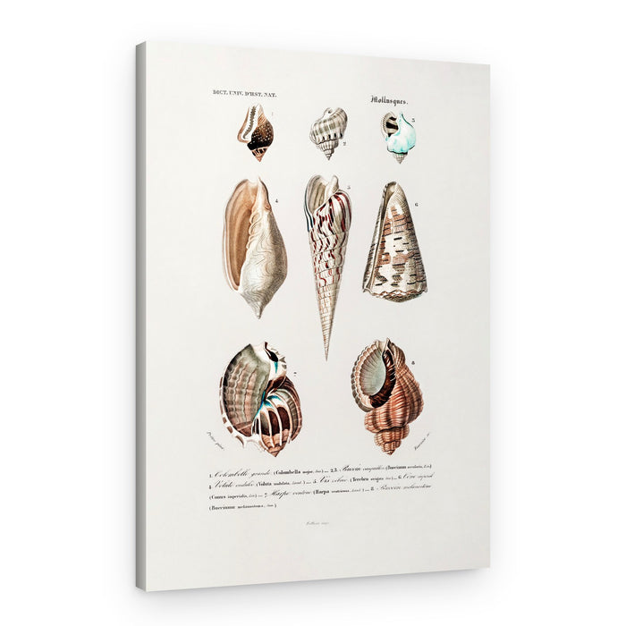 Sealife I – Canvas Print