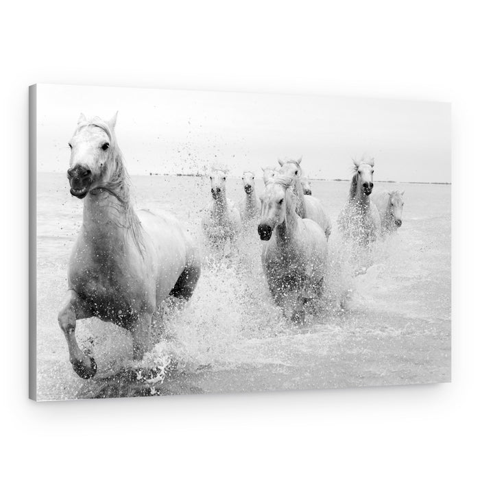 Wild White Horses Running – Canvas Print