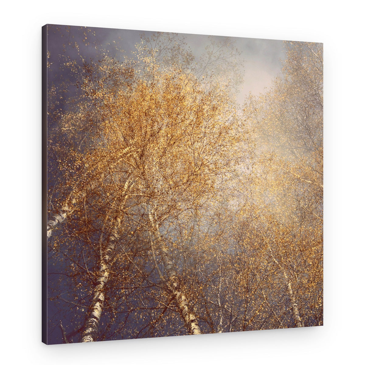 Golden Autumn Birches – Canvas Print