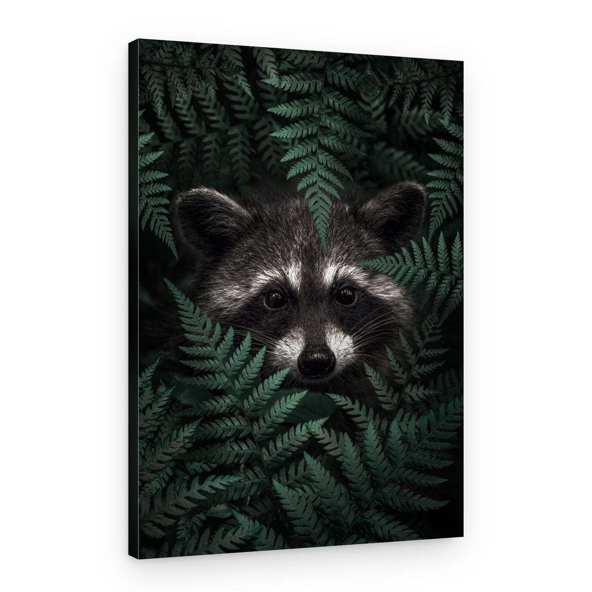 Hidden Forest Raccoon – Canvas Print