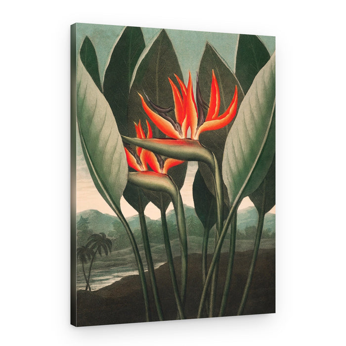The Queen–Plant from The Temple of Flora (1807) – Canvas Print