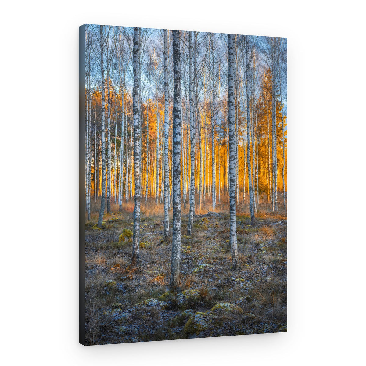 Golden Birch Forest – Canvas Print