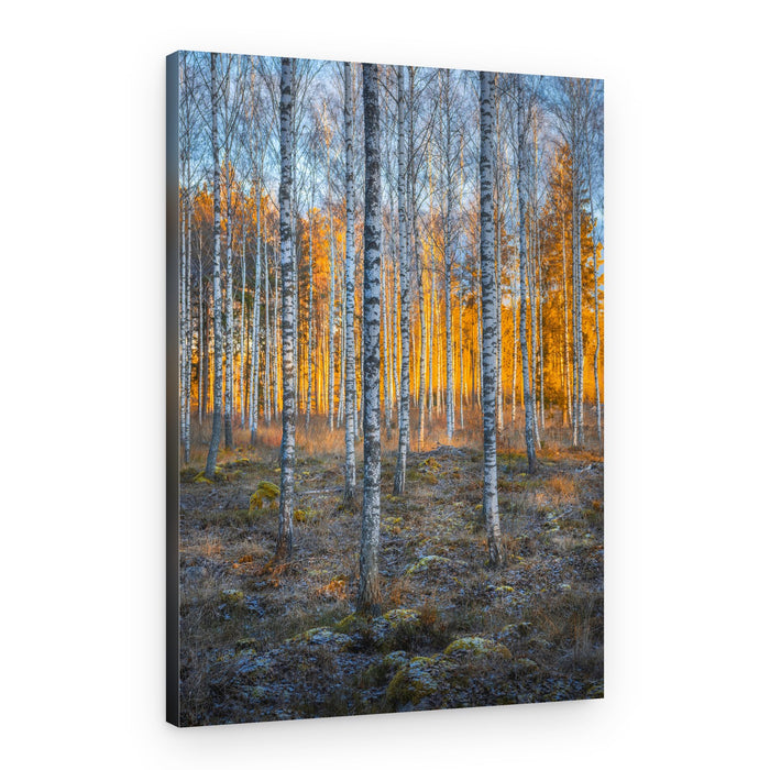 Golden Birch Forest – Canvas Print
