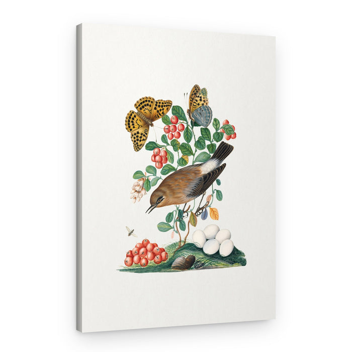 Northern Wheatear – Canvas Print