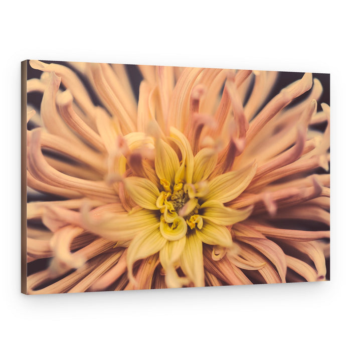 Delicate Peach Bloom – Canvas Print
