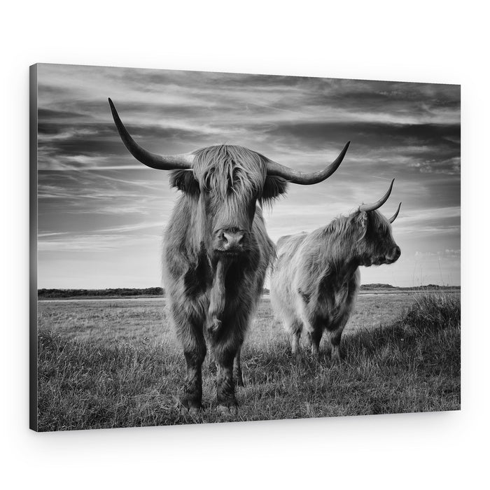 Majestic Highland Stare – Canvas Print