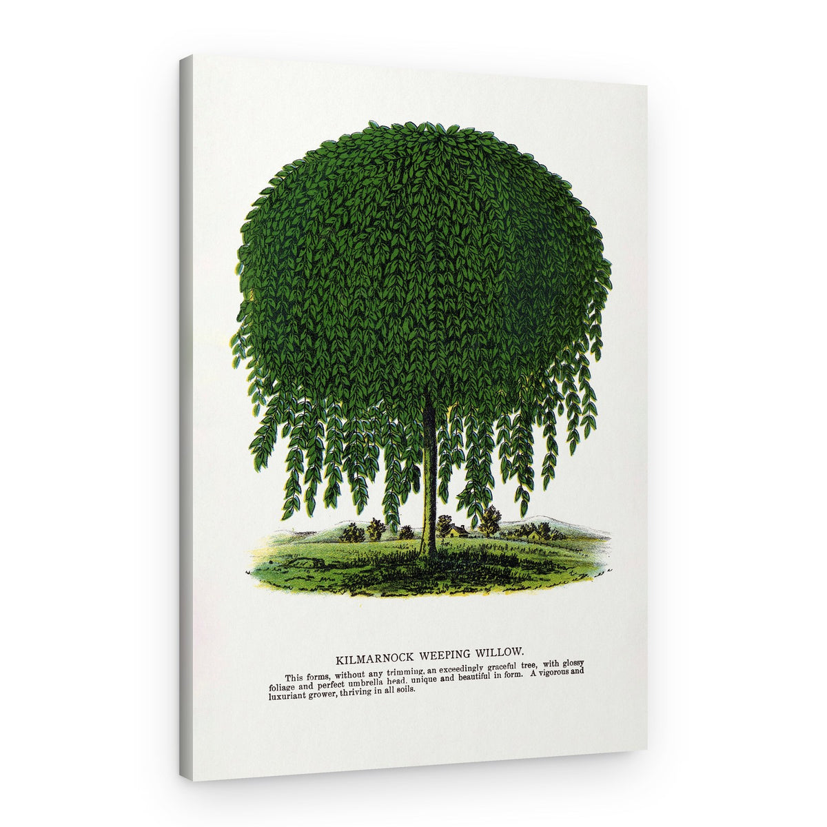 Kilmarnock Weeping Willow Tree Lithograph – Canvas Print