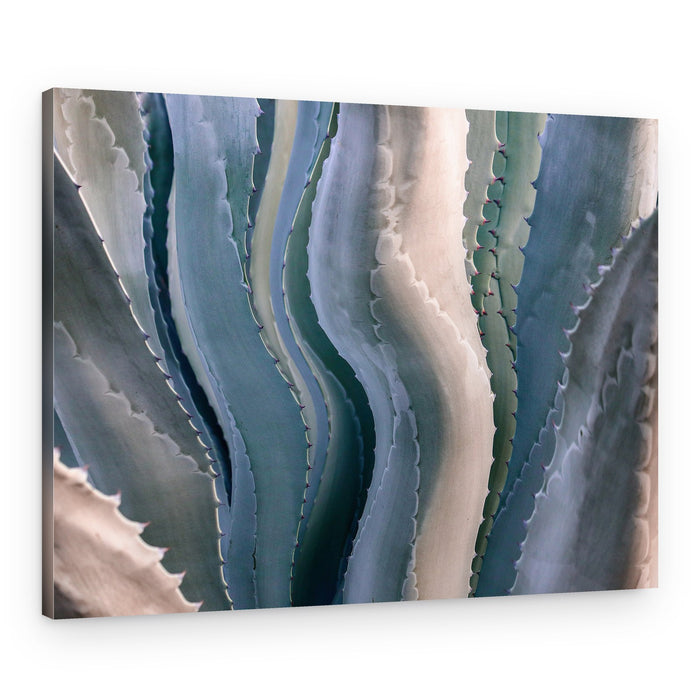 Organic Agave Curves – Canvas Print