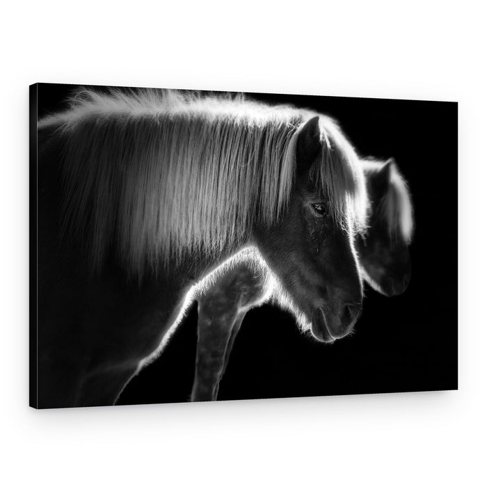 Glowing Horses Profile – Canvas Print