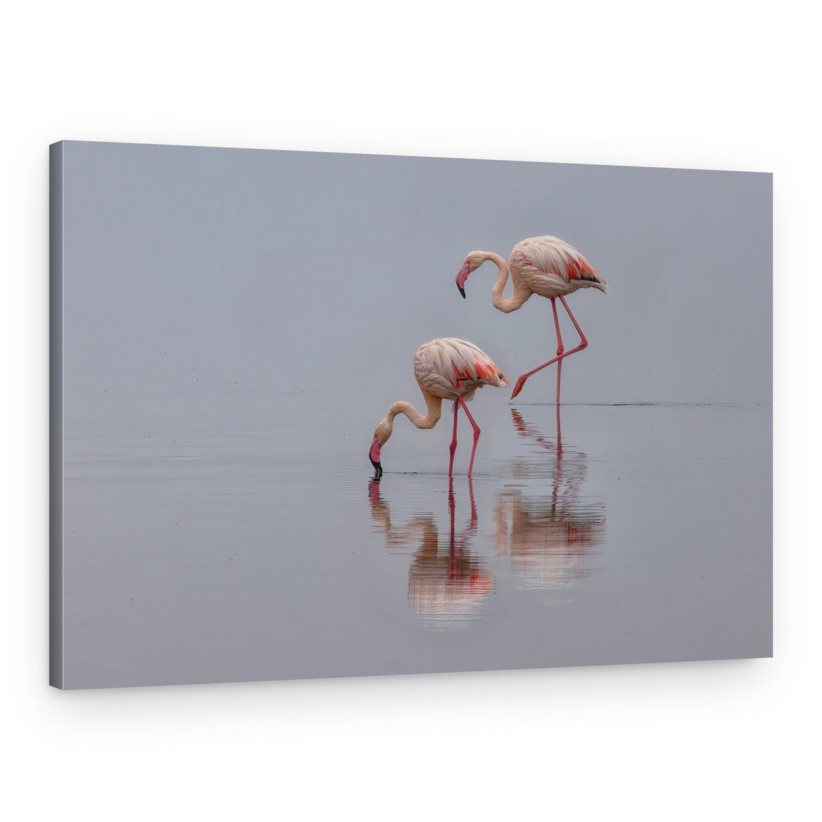 Graceful Flamingos Wading – Canvas Print