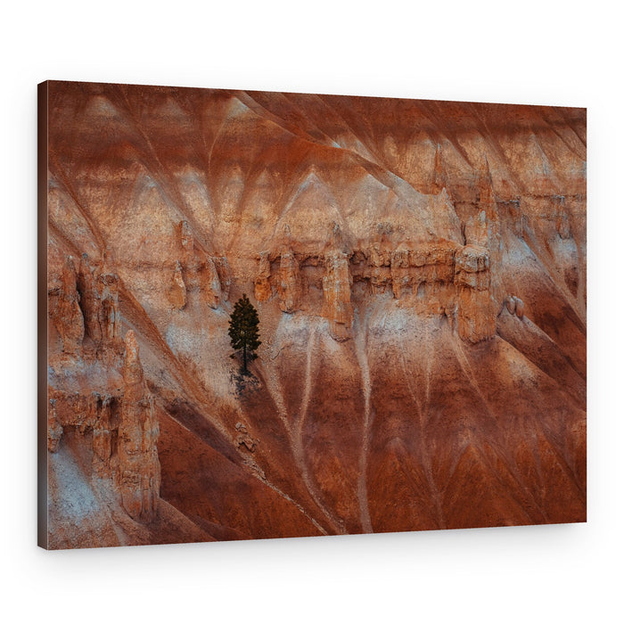 Solitary Canyon Tree – Canvas Print