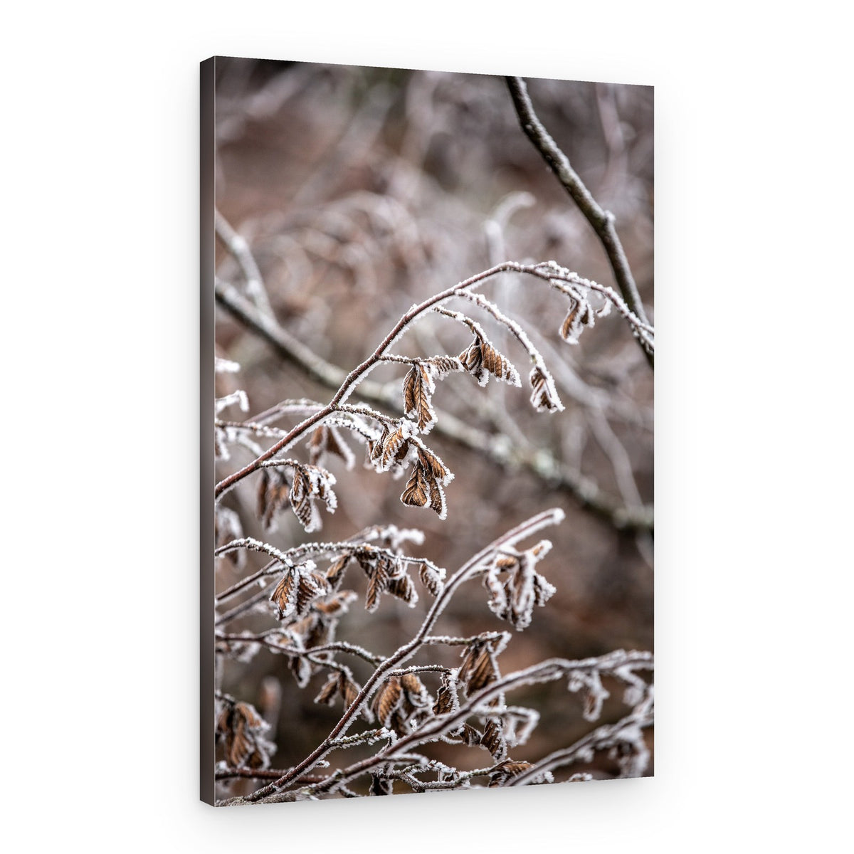 Winter Branches 18 – Canvas Print