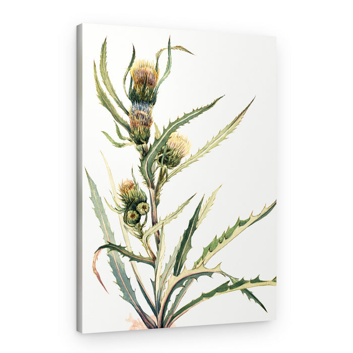 White Thistle – Canvas Print