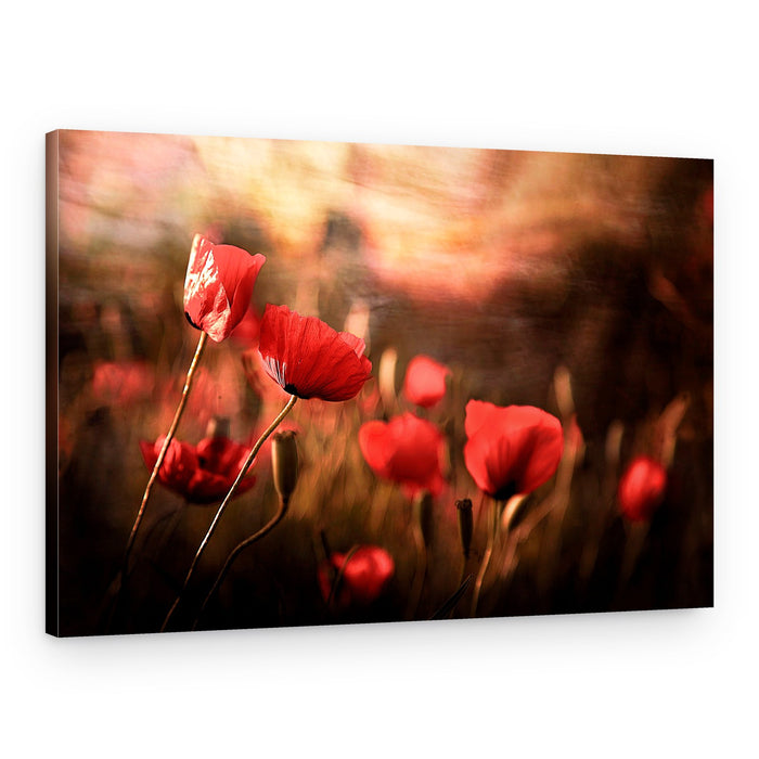 Dreamy Poppy Field – Canvas Print