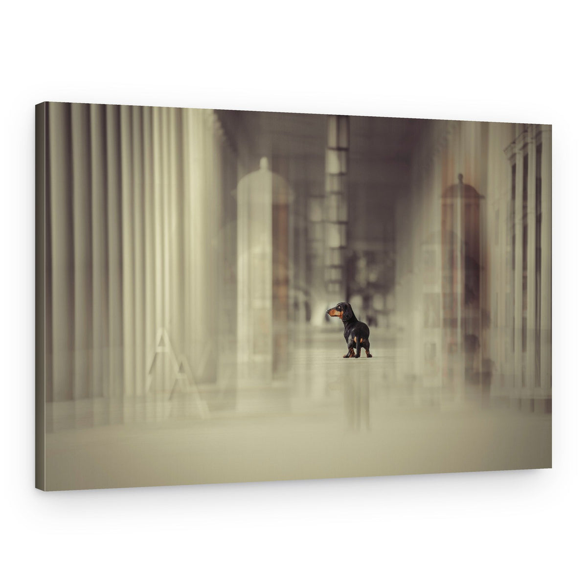 Dachshund in Long Hallway – Canvas Print