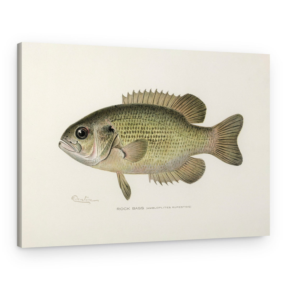 Rock Bass (ambloplites Rupestris) By Sherman F. Denton (1856 1937) – Canvas Print