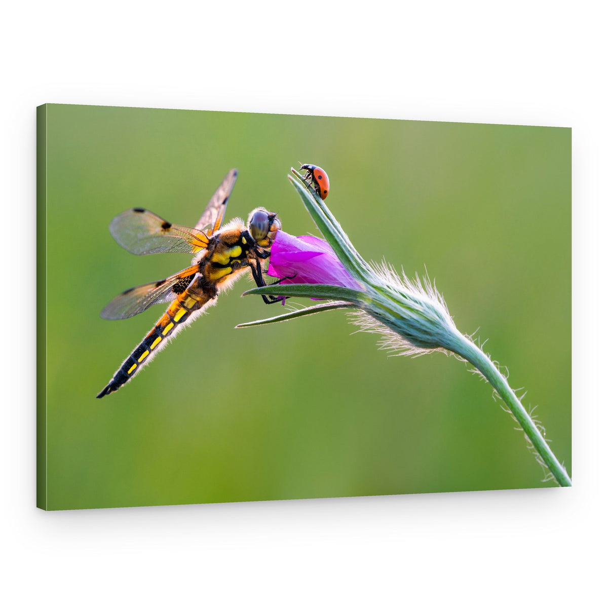 Dragonfly's Flower perch – Canvas Print