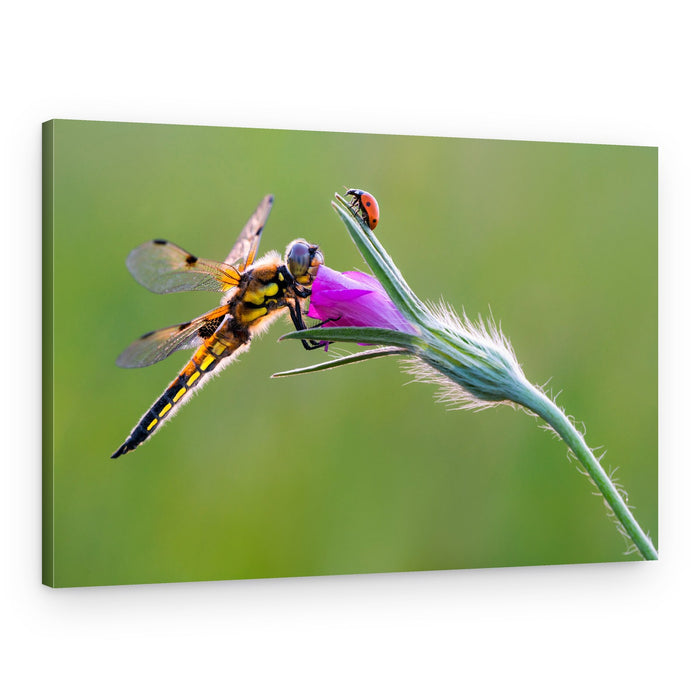 Dragonfly's Flower perch – Canvas Print