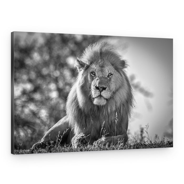 Monochromatic lion king – Canvas Print