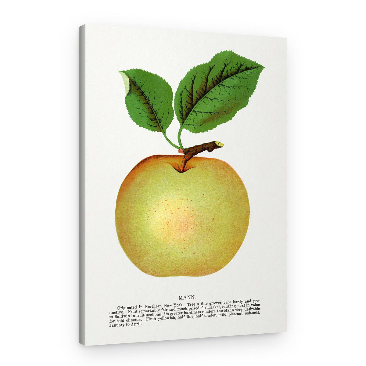 Mann Apple Lithograph – Canvas Print