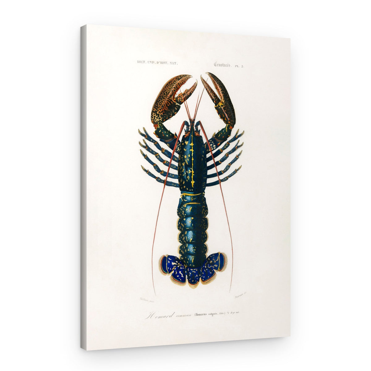 Crimson Crawfish – Canvas Print