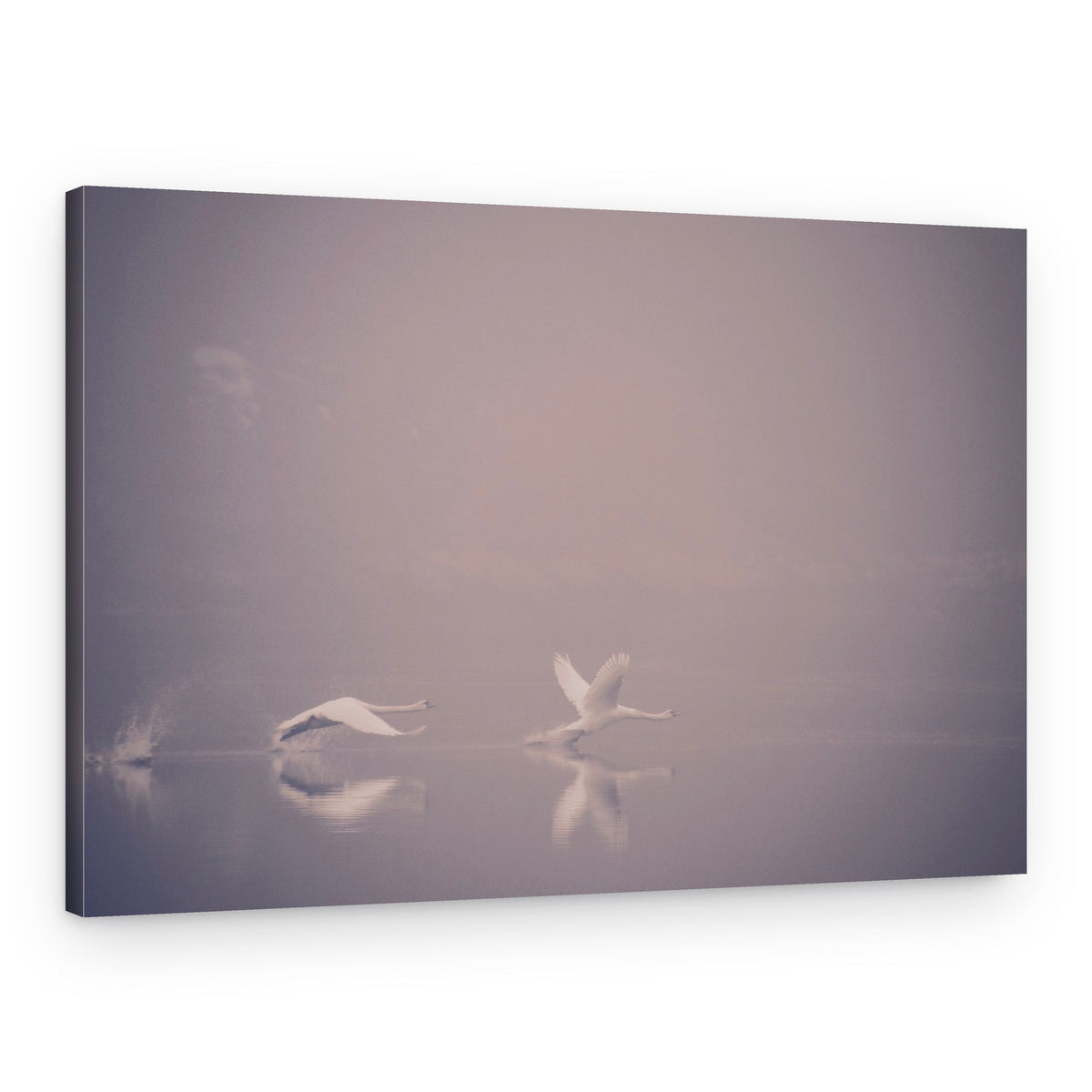Graceful Swans in Mist – Canvas Print
