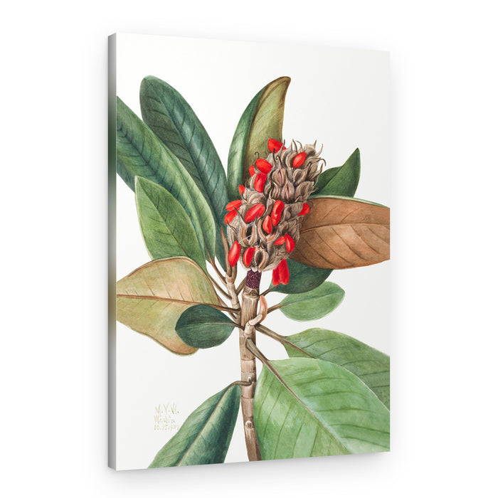 Southern Magnolia (1923) – Canvas Print